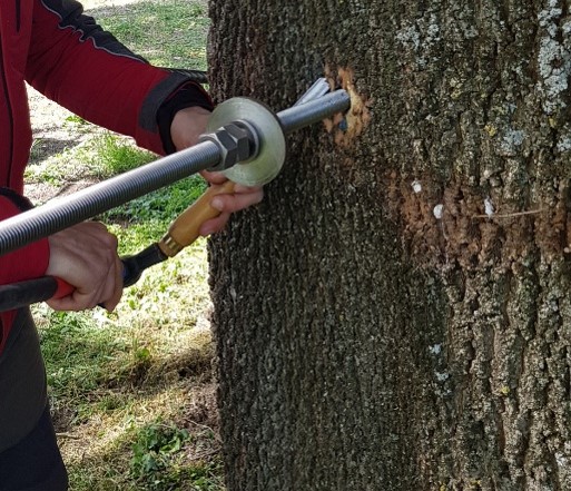 vecchio sistema consolidamento alberi