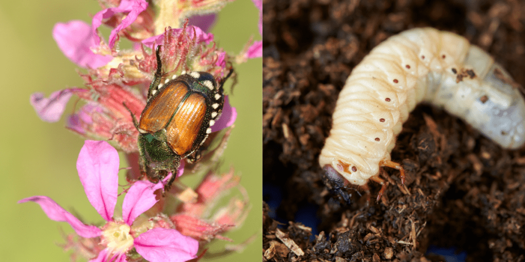 larva e adulto di popillia japonica